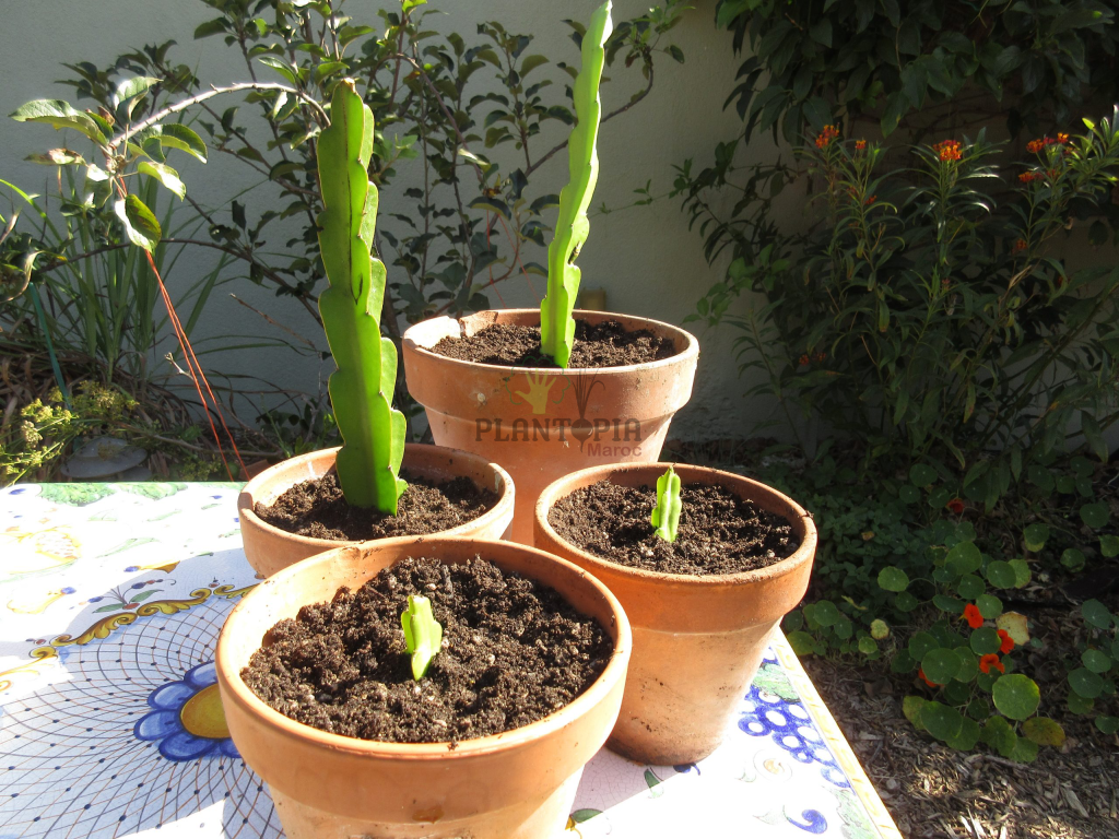 Bouture Pitaya Blanc Fruit Du Dragon Plantopia Maroc