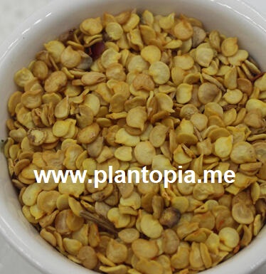 Graines de Piment Doux/Poivron - Large Sweet Antiga - Bio