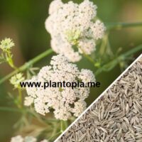 graines semences bio cumin plante aromatique maroc permaculture / cumin seeds supplier morocco / بذور كمون عضوية في المغرب