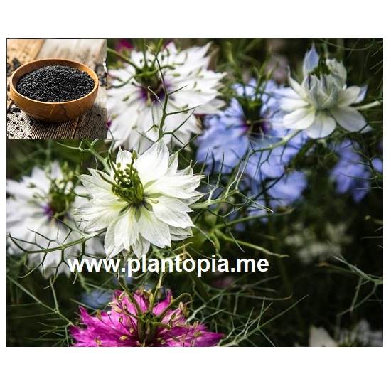 Graines & Semences Bio Nigelle aromatique - Plantopia Maroc