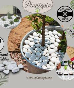 Galets blanc purs 100% Naturels au Maroc - GC - Plantopia Maroc