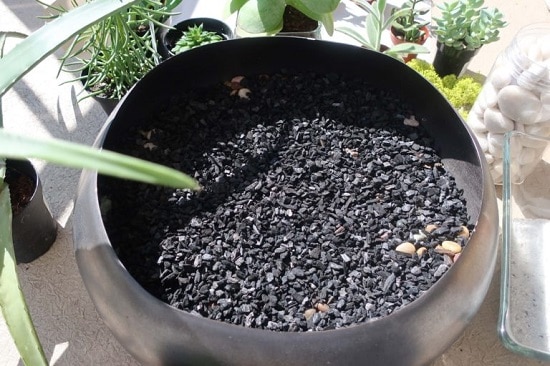 Le charbon pour les plantes. Solution contre le pourrissement des racines