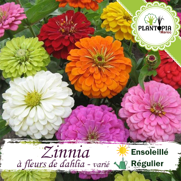 Graines bio de Zinnia à grandes fleurs