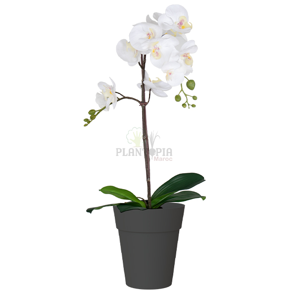 Lot de 3 pots pour orchidées avec réserve d'eau - Orchidea anthracite 2  litres