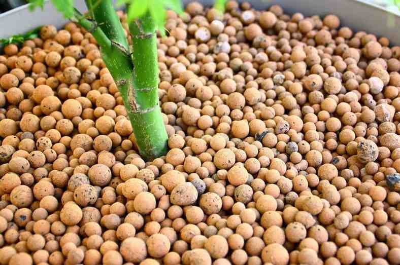 Agrégat d'argile expansé - couche de drainage pour plantes en pot - 2  litres - – Garden Seeds Market