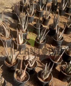 Aloès - Aloe Vera - Plantopia Maroc