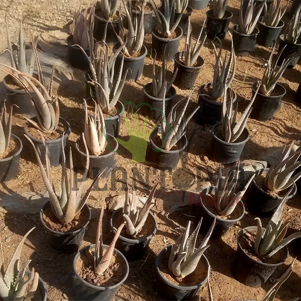 Aloès - Aloe Vera - Plantopia Maroc
