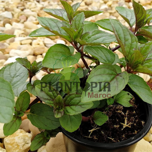 Menthe poivrée - Pepper Mint - Plantopia Maroc