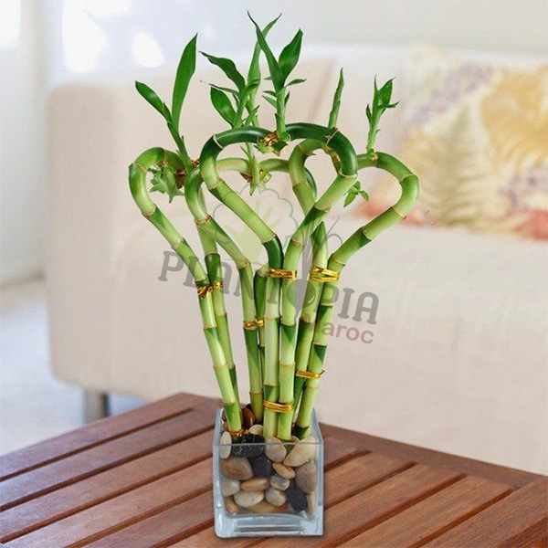 Lucky Bambou - 1 Tige spirale - Plantopia Maroc