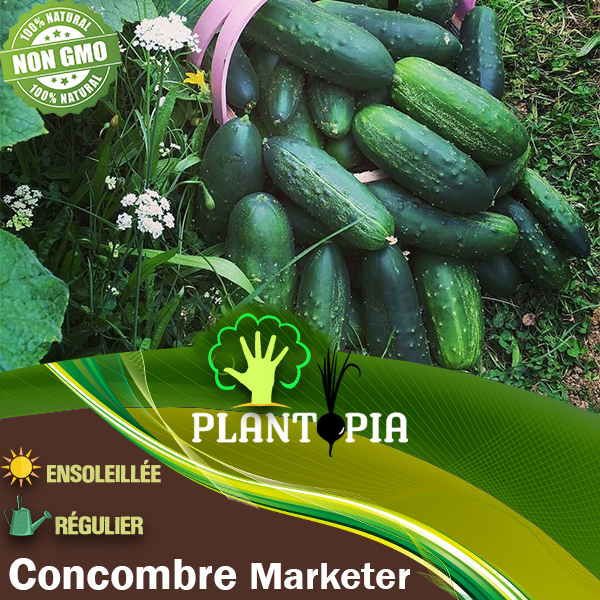 Semences potagères Concombre Marketer - Plantopia Maroc