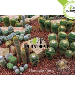 Pouzzolane - Cactus Prod