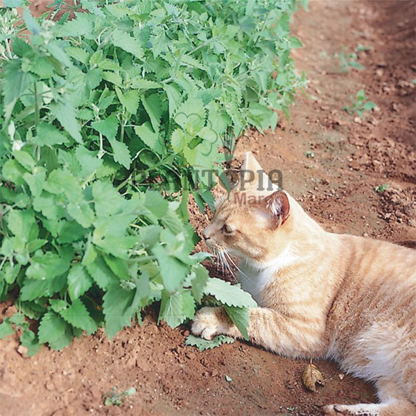 Graines & semences de cataire herbe aux chats au Maroc