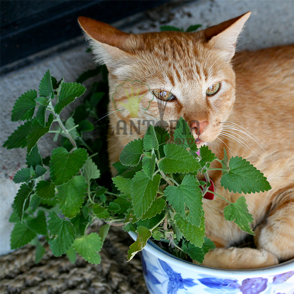 Menthe des Chats - Cataire (Nepeta Cataria)