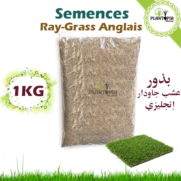 Graines de Gazon Ray-Grass Anglais pour Tapis Épaisse Et Résistant