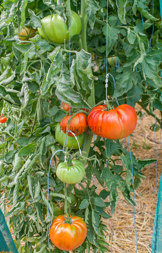 Semences potagères Tomate Tres Cantos - Plantopia Maroc