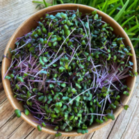 Salade de micro pousses et micro greens de chou rouge BIO à Casablanca Rabat Marrakech Bouskoura Sale Fes